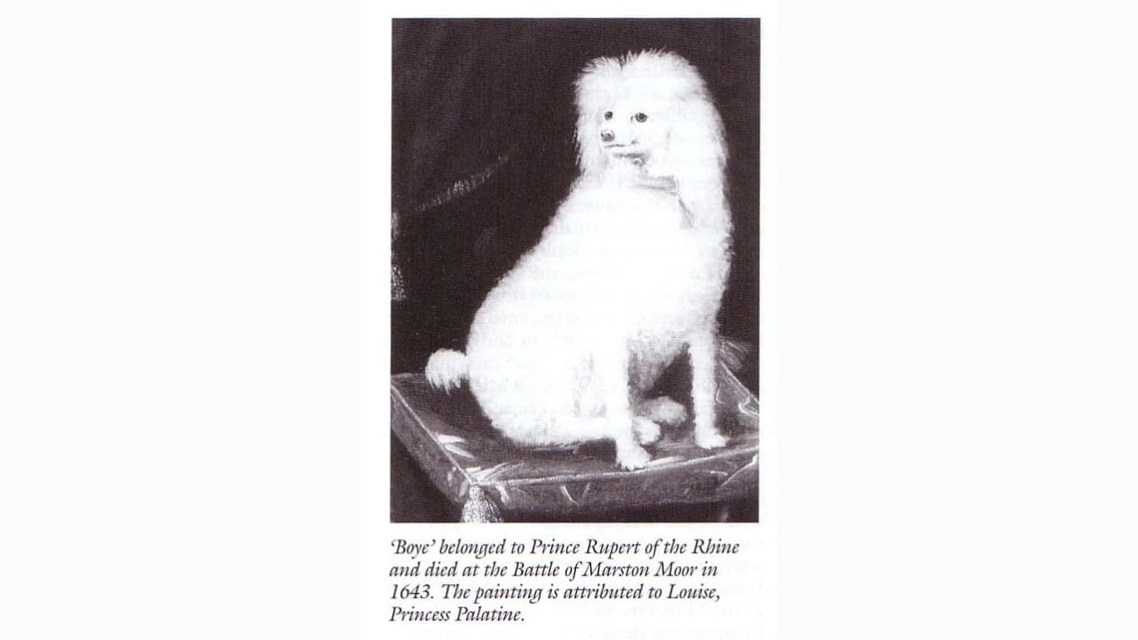 Poodles at War: Untold Stories of History’s Elegant Warriors 2 Poodles at War: Untold Stories of History’s Elegant Warriors - Prince Rupert of Rhines white Standard Poodle wiki