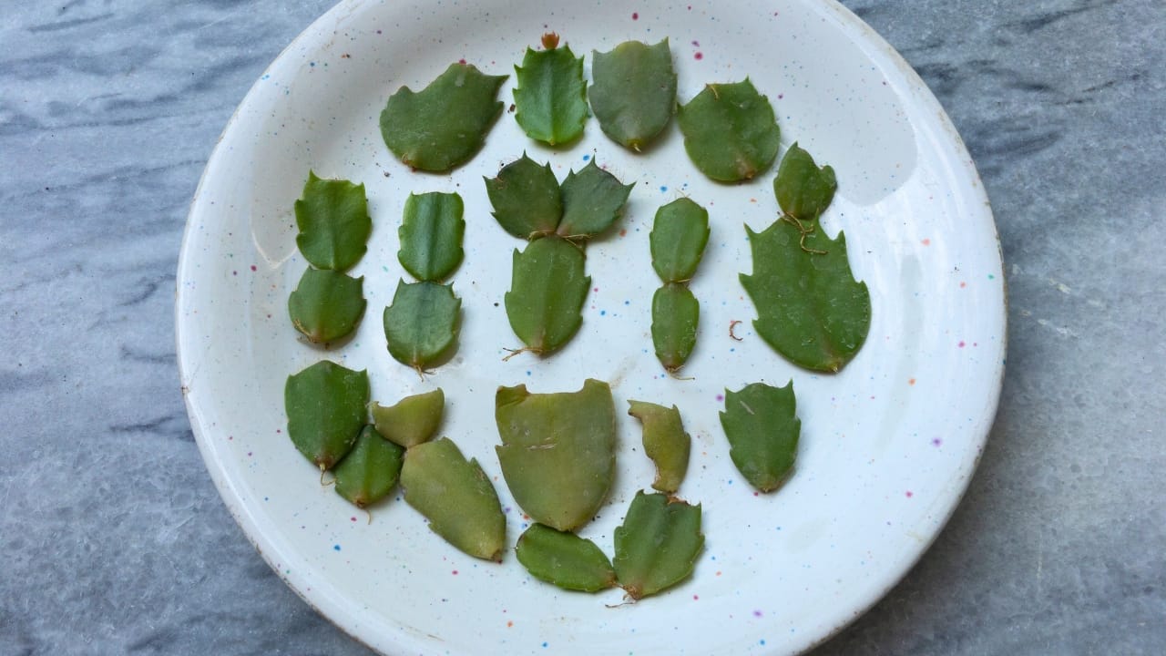 Turn One Christmas Cactus into Many with These Easy Tips 6 Turn One Christmas Cactus into Many with These Easy Tips - Propagation of Christmas Cactus ss2030863994 degm