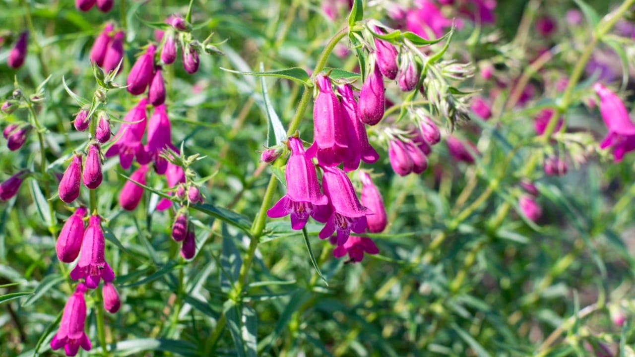 Hummingbirds Can’t Resist These 11 Gorgeous Purple Blooms 4 Hummingbirds Can’t Resist These 11 Gorgeous Purple Blooms - Purple Beardtongue or Penstemon dp221354930 dnoh