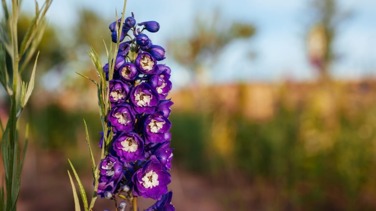 Hummingbirds Can’t Resist These 11 Gorgeous Purple Blooms 13 Hummingbirds Can’t Resist These 11 Gorgeous Purple Blooms - Purple Delphinium ss2474947101 dpdgm