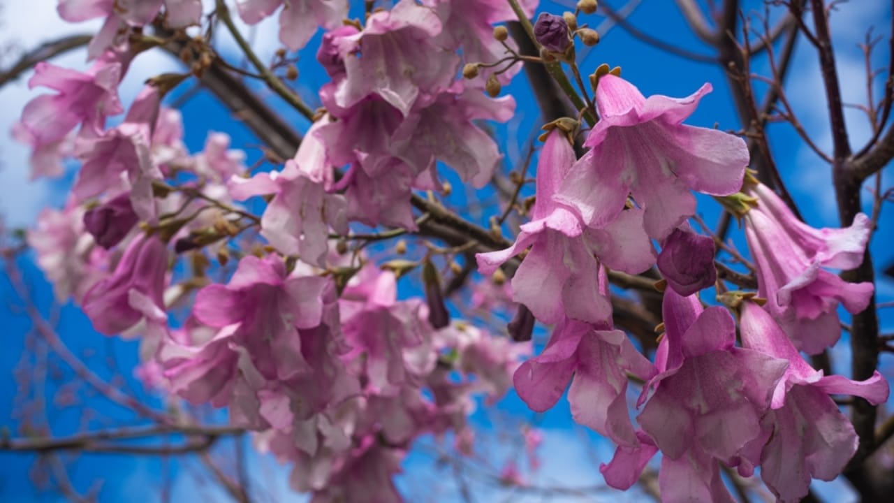8 Purple Trees to Make Your Yard the Envy of the Block 7 8 Purple Trees to Make Your Yard the Envy of the Block - Purple Empress Tree ss2479293117 dpdgm