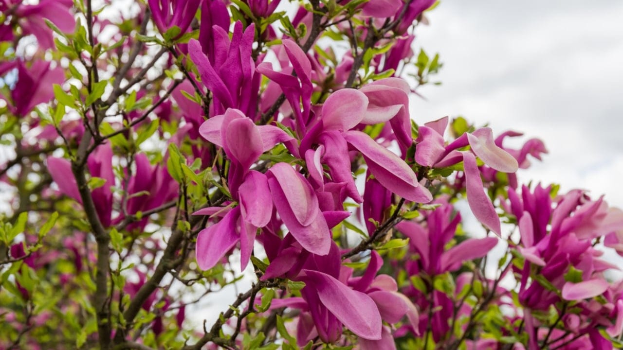 8 Purple Trees to Make Your Yard the Envy of the Block 5 8 Purple Trees to Make Your Yard the Envy of the Block - Purple Flowering Magnolia dp472327018 dnoh