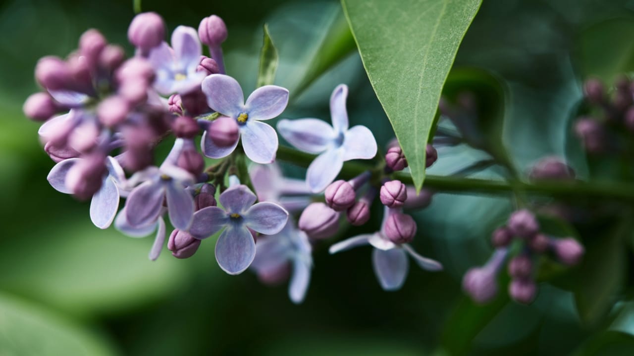 15 Breathtaking Flowers That Define America’s Natural Beauty - Purple Lilac dp196269108 dnoh