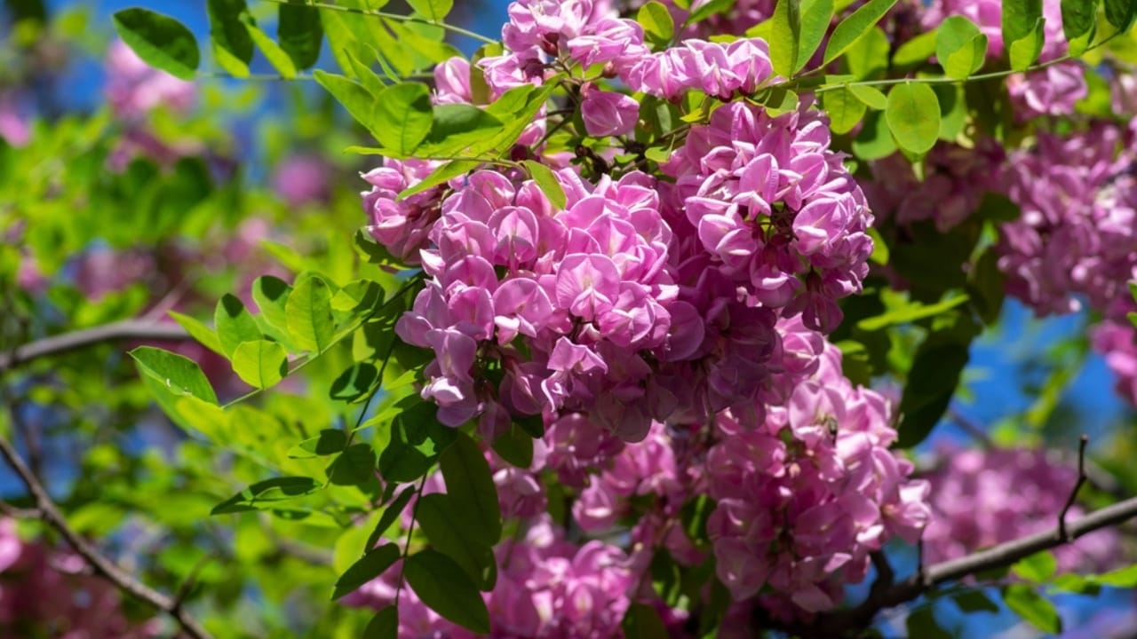 8 Purple Trees to Make Your Yard the Envy of the Block 6 8 Purple Trees to Make Your Yard the Envy of the Block - Purple Robe Locust ss2131087898 dpdgm