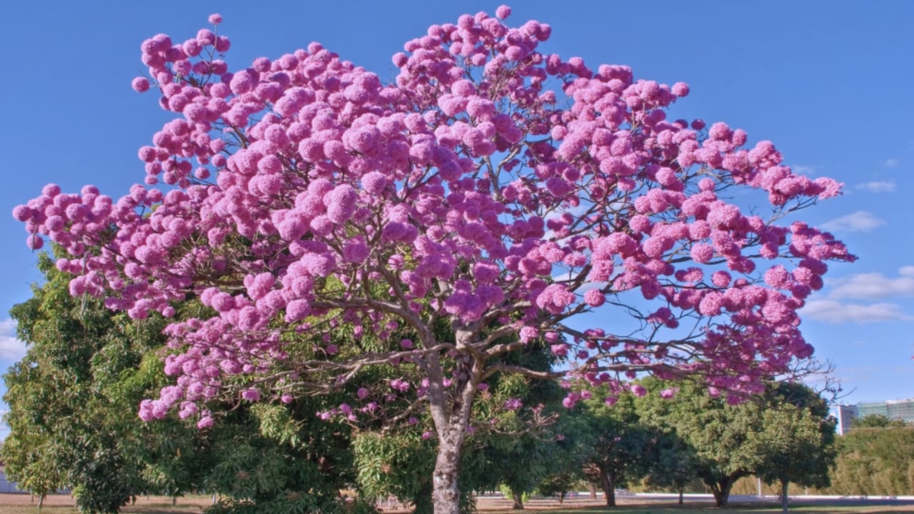 8 Purple Trees to Make Your Yard the Envy of the Block 9 8 Purple Trees to Make Your Yard the Envy of the Block - Purple Trumpet Tree ss1462340462 dpdgm