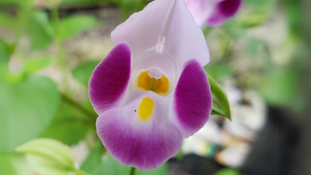 Hummingbirds Can’t Resist These 11 Gorgeous Purple Blooms 11 Hummingbirds Can’t Resist These 11 Gorgeous Purple Blooms - Purple Wishbone Flower dp748174552 dnoh