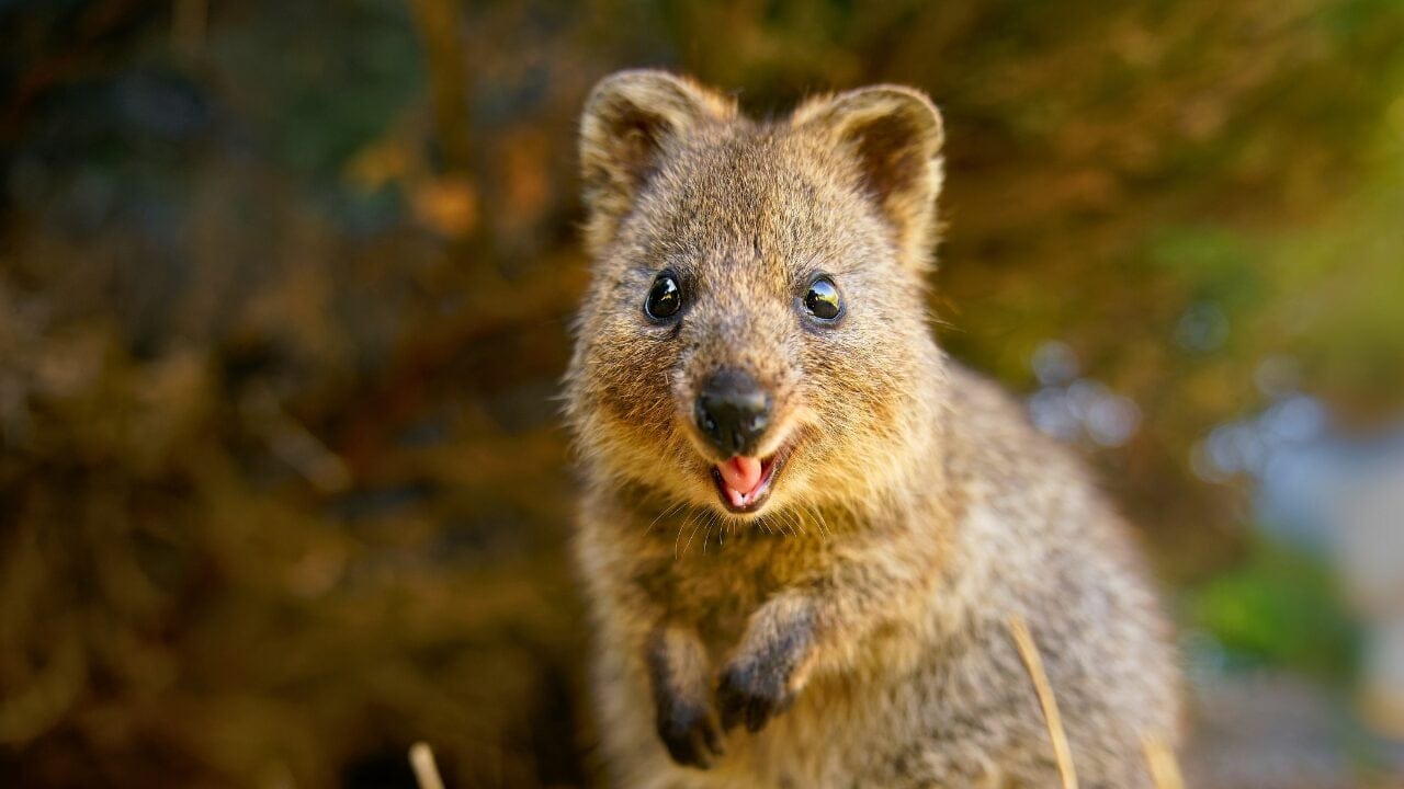 15 Unique Species Proving Nature’s Underdogs Are Extraordinary 2 15 Unique Species Proving Nature’s Underdogs Are Extraordinary - Qoukka ss2326651565 bpgm