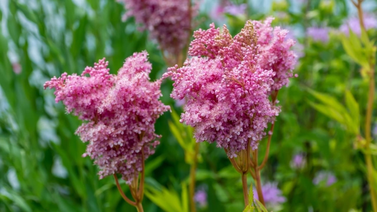 15 Gorgeous Pink Flowers That Add Color & Life to Any Garden 17 15 Gorgeous Pink Flowers That Add Color & Life to Any Garden - Queen of the Prairie ss2255447191 dpdgm