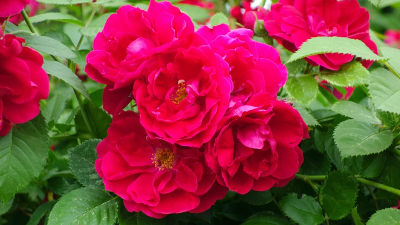 15 Fast-Growing Climbers That’ll Make Your Garden Come Alive 16 15 Fast-Growing Climbers That’ll Make Your Garden Come Alive - Rambling Roses dp27772565 dnoh
