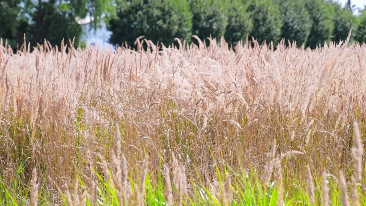 No Fence Needed: 12 Tall Ornamental Grasses for Perfect Privacy 10 No Fence Needed: 12 Tall Ornamental Grasses for Perfect Privacy - Ravenna Grass ss2496857821 dpdgm