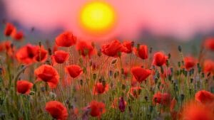 11 Flowers & Plants That Rose from the Ashes of War 1 11 Flowers & Plants That Rose from the Ashes of War - Red poppy flowers against sunset sky ss2485264339 degm