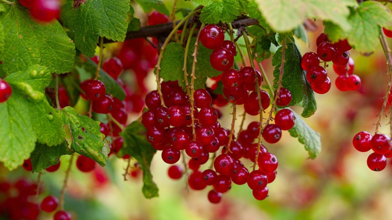 Brighten Your Winter Garden with These 16 Red Berry Shrubs 3 Brighten Your Winter Garden with These 16 Red Berry Shrubs - Red Currant dp298239306 dnoh