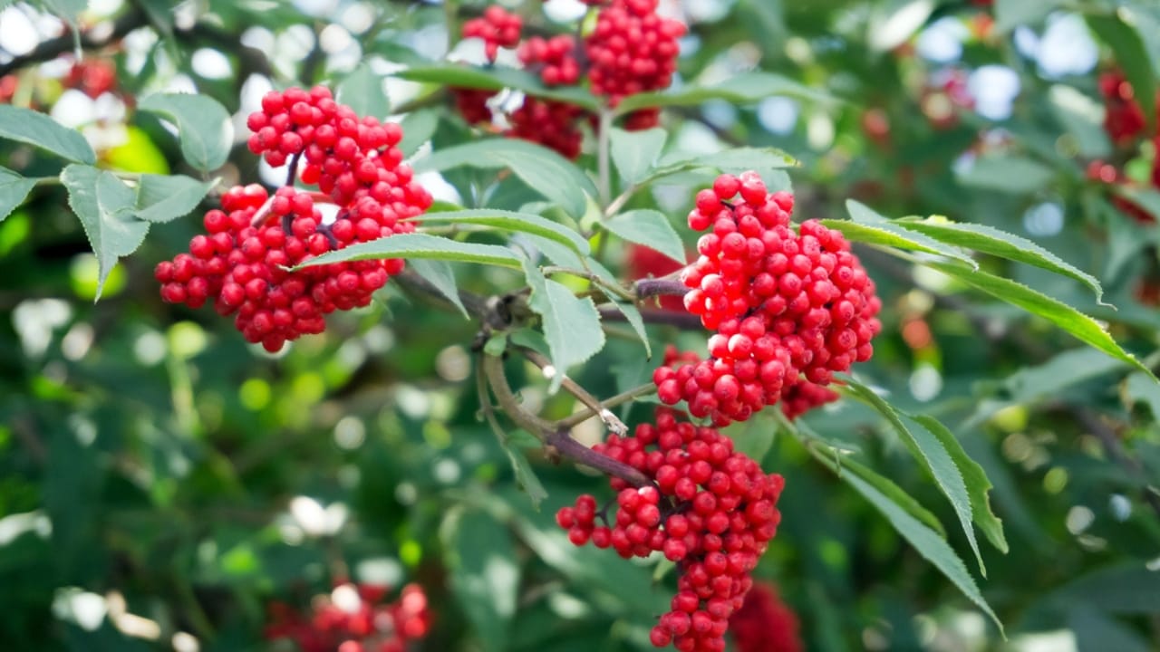 Brighten Your Winter Garden with These 16 Red Berry Shrubs 8 Brighten Your Winter Garden with These 16 Red Berry Shrubs - Red Elderberry dp253272828 dnoh