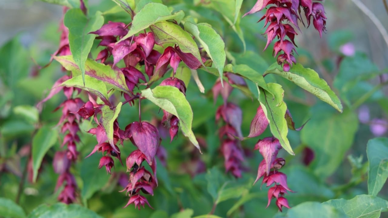 Brighten Your Winter Garden with These 16 Red Berry Shrubs 15 Brighten Your Winter Garden with These 16 Red Berry Shrubs - Red Himalayan Honeysuckle ss2552097611 dpdgm