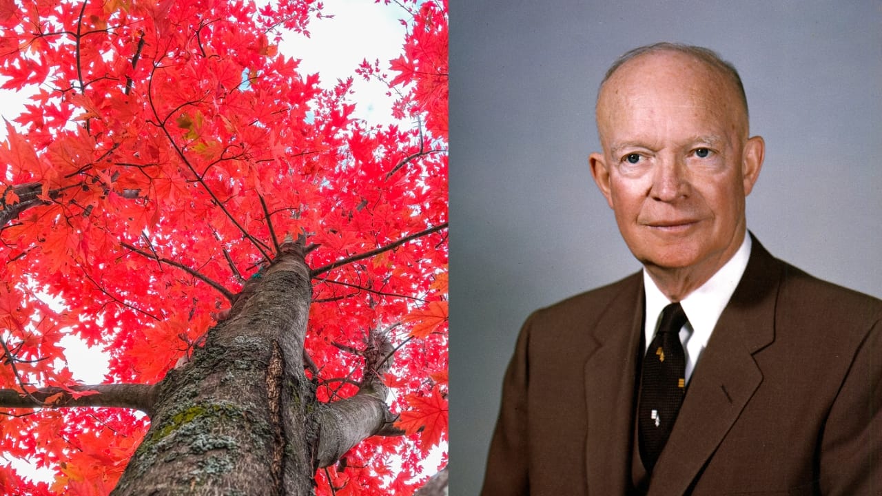 15 White House Trees Rooted in Love, Loss, and Legacy 15 15 White House Trees Rooted in Love, Loss, and Legacy - Red Maple tree dp536034980 dnoh Dwight D. Eisenhower wc