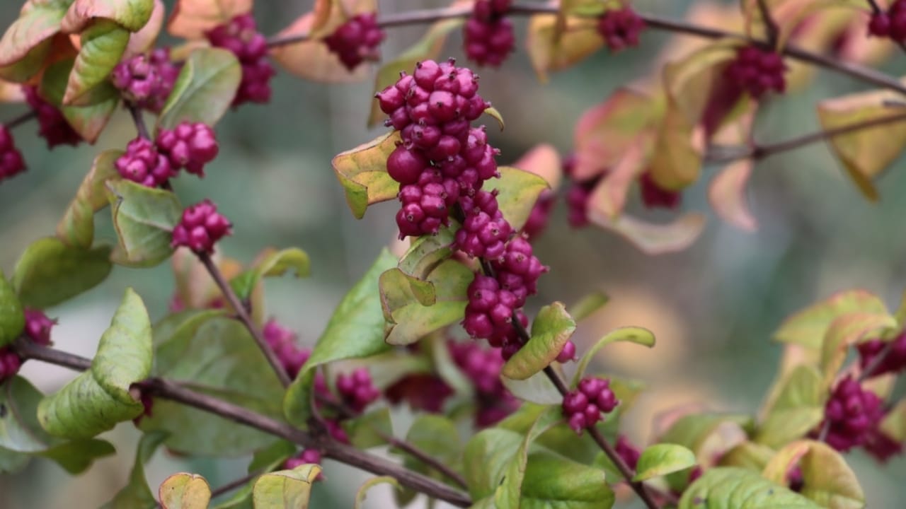 Brighten Your Winter Garden with These 16 Red Berry Shrubs 17 Brighten Your Winter Garden with These 16 Red Berry Shrubs - Red Snowberry ss2390706187 dpdgm