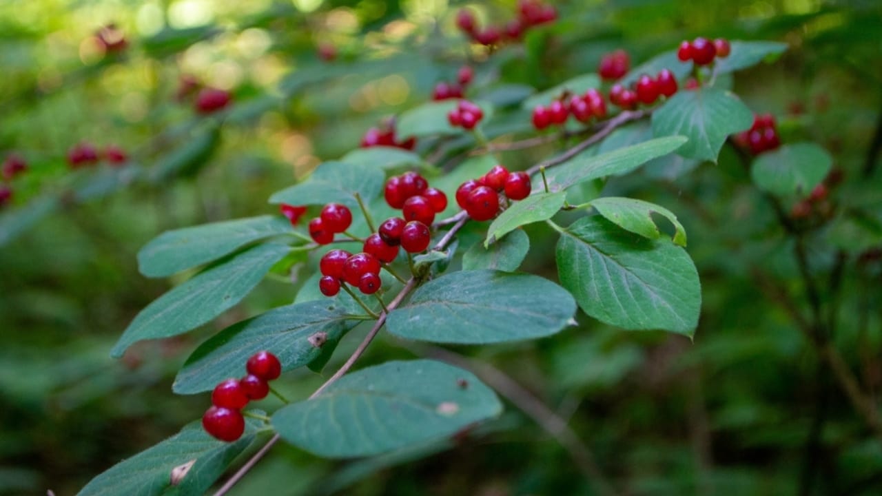 Brighten Your Winter Garden with These 16 Red Berry Shrubs 11 Brighten Your Winter Garden with These 16 Red Berry Shrubs - Red Tatarian Honeysuckle ss2325655473 dpdgm