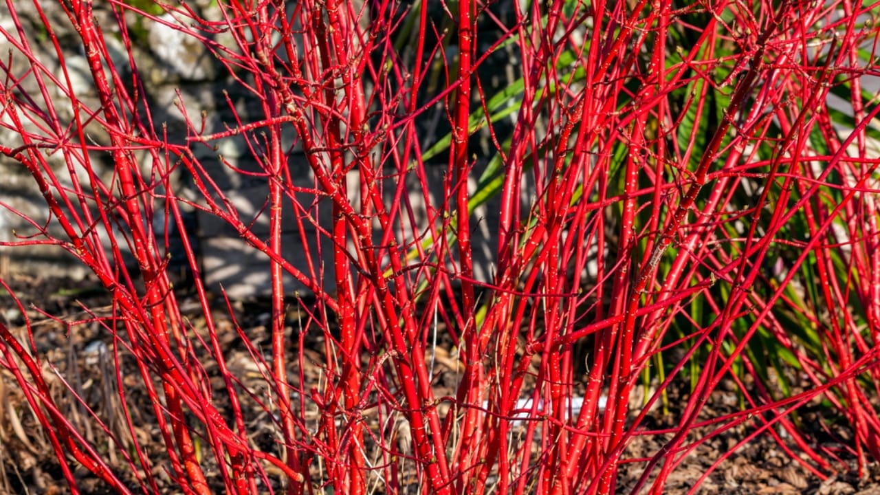 Skip the Fence: 18 Fast-Growing Shrubs for Instant Privacy 20 Skip the Fence: 18 Fast-Growing Shrubs for Instant Privacy - Red Twig Dogwood dp444183652 dnoh