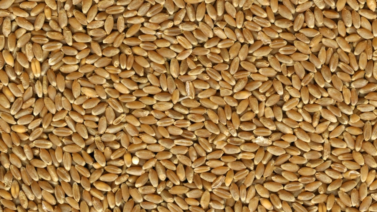 George Washington’s 20 Crops Shaped U.S. Farming Forever 7 George Washington’s 20 Crops Shaped U.S. Farming Forever - Red Winter Wheat dp2434634 dnoh