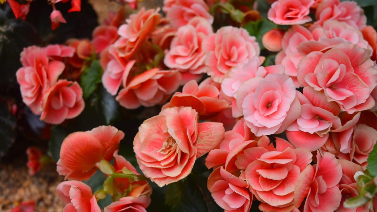 15 Gorgeous Pink Flowers That Add Color & Life to Any Garden 7 15 Gorgeous Pink Flowers That Add Color & Life to Any Garden - Rieger Begonia dp82548008 dnoh
