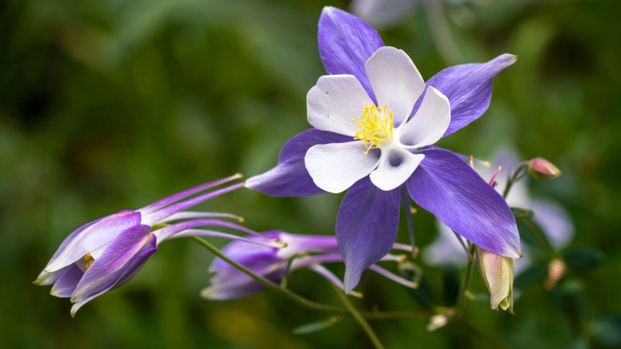 15 Breathtaking Flowers That Define America’s Natural Beauty 7 15 Breathtaking Flowers That Define America’s Natural Beauty - Rocky Mountain Columbine dp77426646 dnoh