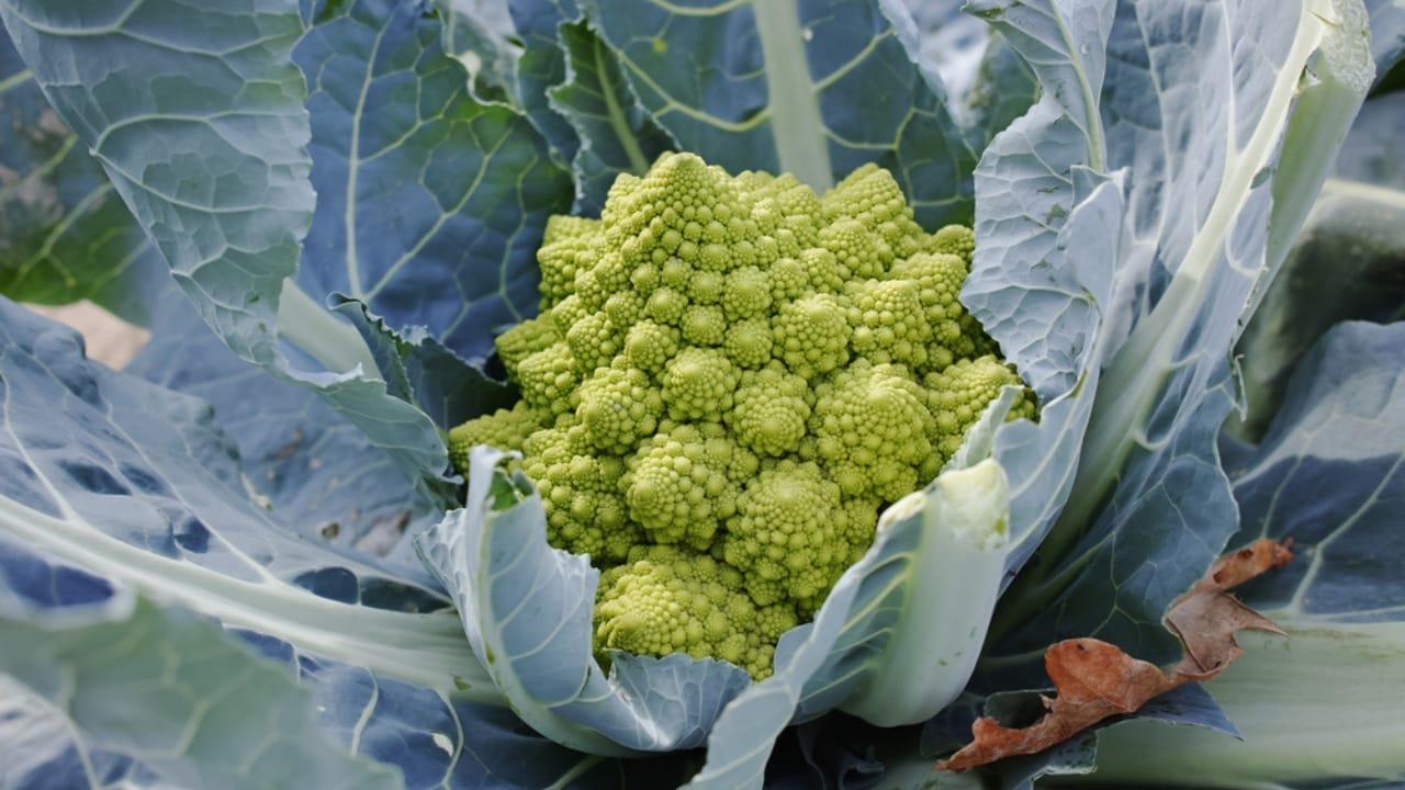 Bored of Basic Veggies... Grow These 15 Exciting Alternatives 8 Bored of Basic Veggies... Grow These 15 Exciting Alternatives - Romanesco dp380004092 dnoh