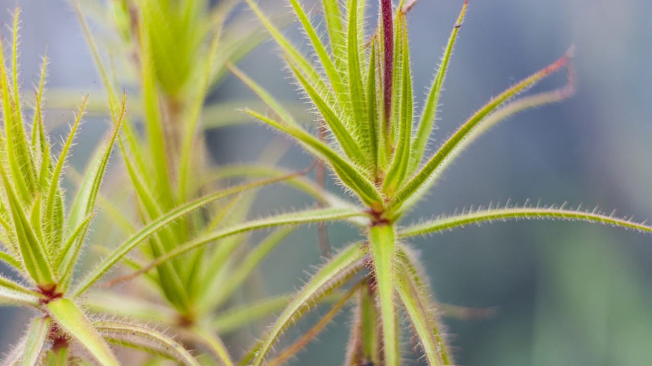 Nature's Deadly Garden: 13 Plants That Hunt Their Prey 13 Nature's Deadly Garden: 13 Plants That Hunt Their Prey - Roridula ss716202421 dpdgm