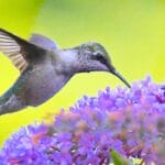 10 Nesting Plants to Attract & Support Thriving Hummingbirds 14 10 Nesting Plants to Attract & Support Thriving Hummingbirds - Ruby throated hummingbird hovering on a butterfly bush flower ss1836046549 degm