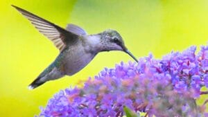 Hummingbirds Can’t Resist These 11 Gorgeous Purple Blooms 1 Hummingbirds Can’t Resist These 11 Gorgeous Purple Blooms - Ruby throated hummingbird hovering on a butterfly bush flower ss1836046549 degm