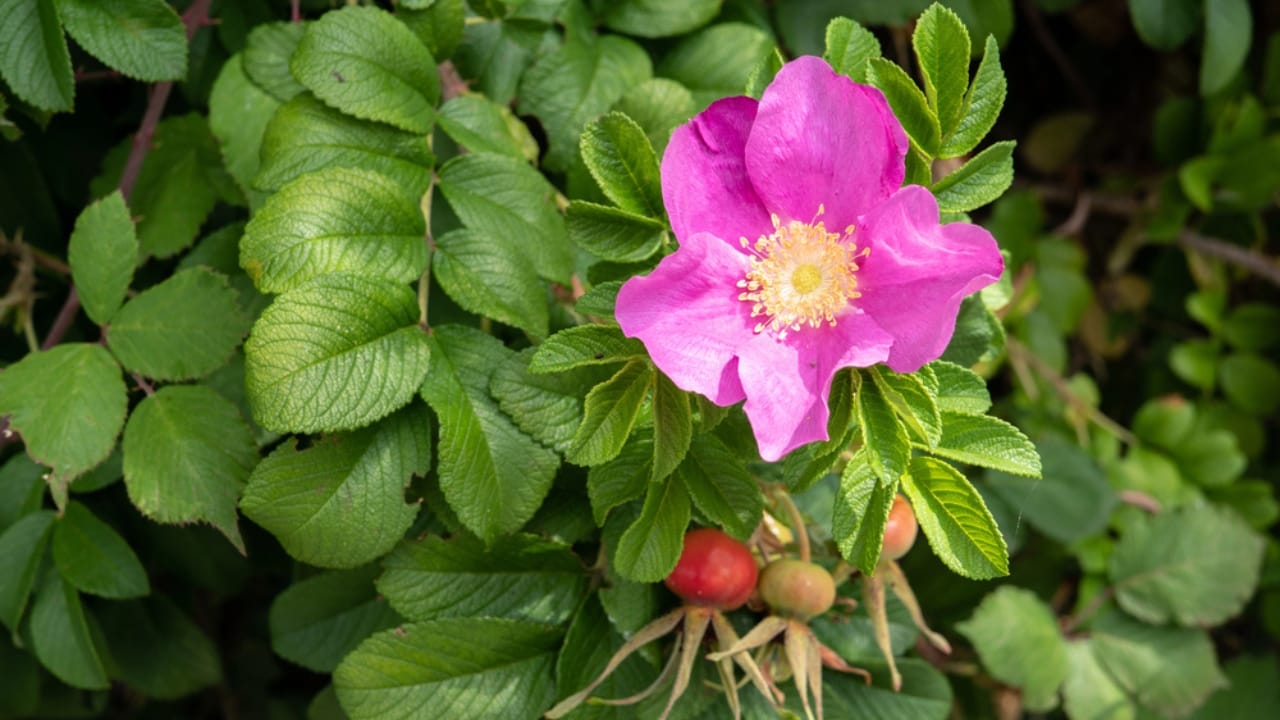 Brighten Your Winter Garden with These 16 Red Berry Shrubs 10 Brighten Your Winter Garden with These 16 Red Berry Shrubs - Rugosa Rose dp312998688 dnoh
