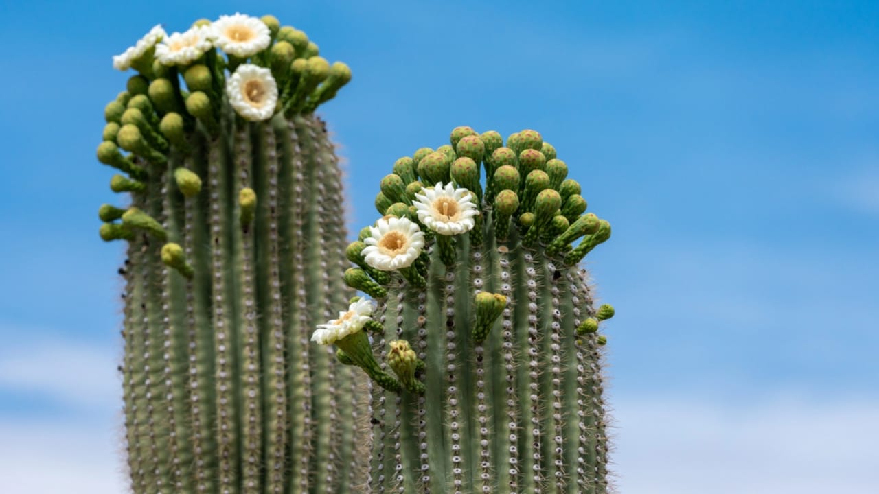 15 Breathtaking Flowers That Define America’s Natural Beauty - Saguaro Cactus Flower dp279730404 dnoh