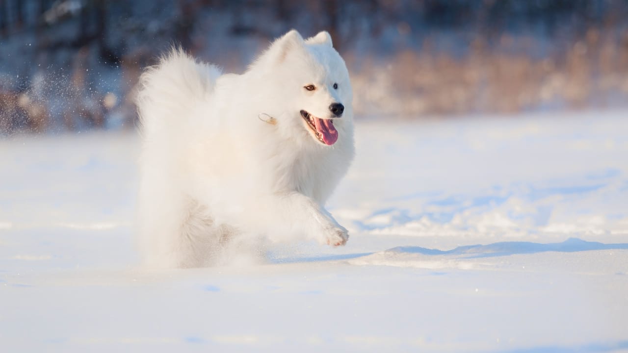 15 Dog Breeds That Love Snow More Than You Do 6 15 Dog Breeds That Love Snow More Than You Do - Samoyed dog winter ss1552018010 degm