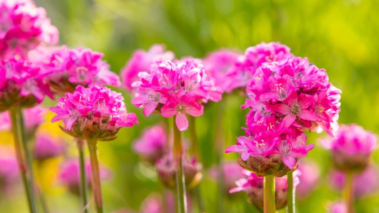 15 Low-Growing Perennials Perfect for Small Gardens 11 15 Low-Growing Perennials Perfect for Small Gardens - Sea Thrift dp24567097 dnoh
