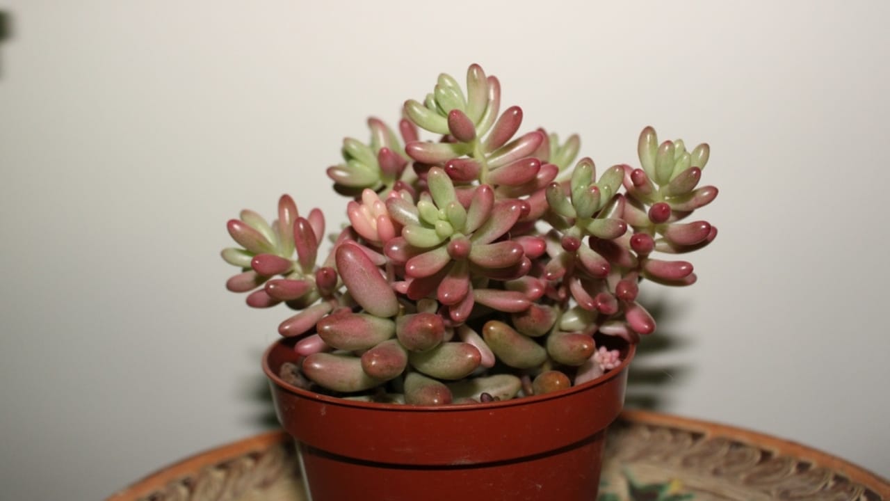 17 Gorgeous Pink-Leaved Plants That Are Stealing the Spotlight 6 17 Gorgeous Pink-Leaved Plants That Are Stealing the Spotlight - Sedum rubrotinctum Aurora ss2137718777 dnoh