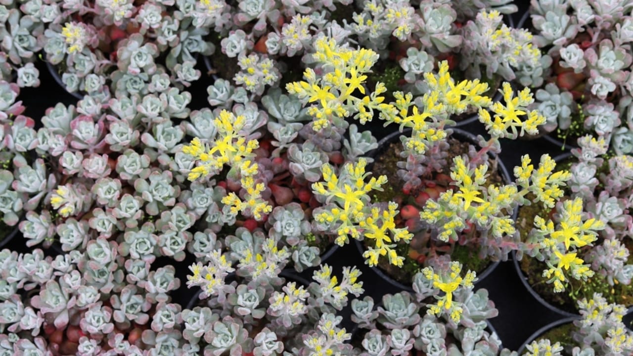 15 Low-Growing Perennials Perfect for Small Gardens 13 15 Low-Growing Perennials Perfect for Small Gardens - Sedum ss2297604631 dpdgm