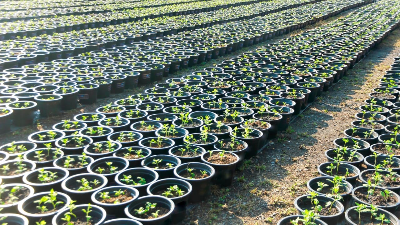 How to Profit From the $16.5B Houseplant Boom Right Now 4 How to Profit From the $16.5B Houseplant Boom Right Now - Seedling Production dp180310770 dnoh