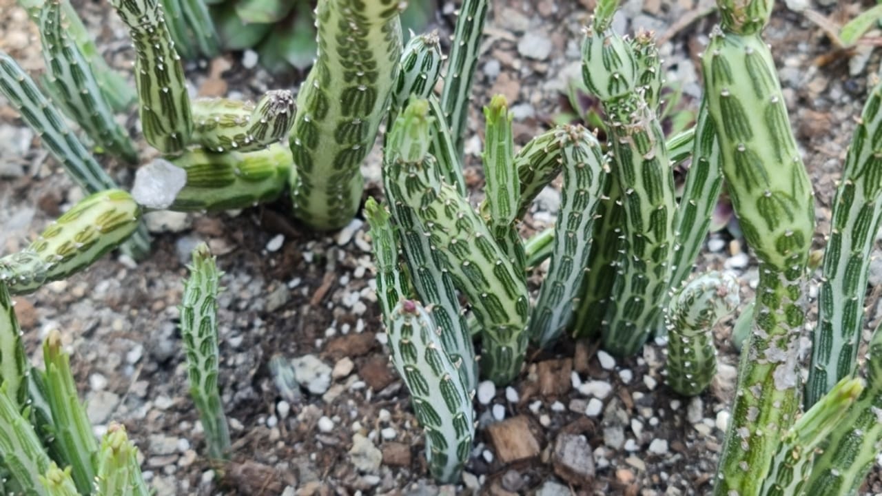 14 Unique Succulents That Will Wow Any Plant Lover 8 14 Unique Succulents That Will Wow Any Plant Lover - Senecio stapeliiformis ss2375472739 dnoh