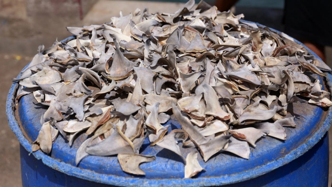 15 Banned Foods and Why They’re off the Menu in the U.S. 3 15 Banned Foods and Why They’re off the Menu in the U.S. - Shark Fins dp159294746 dnoh