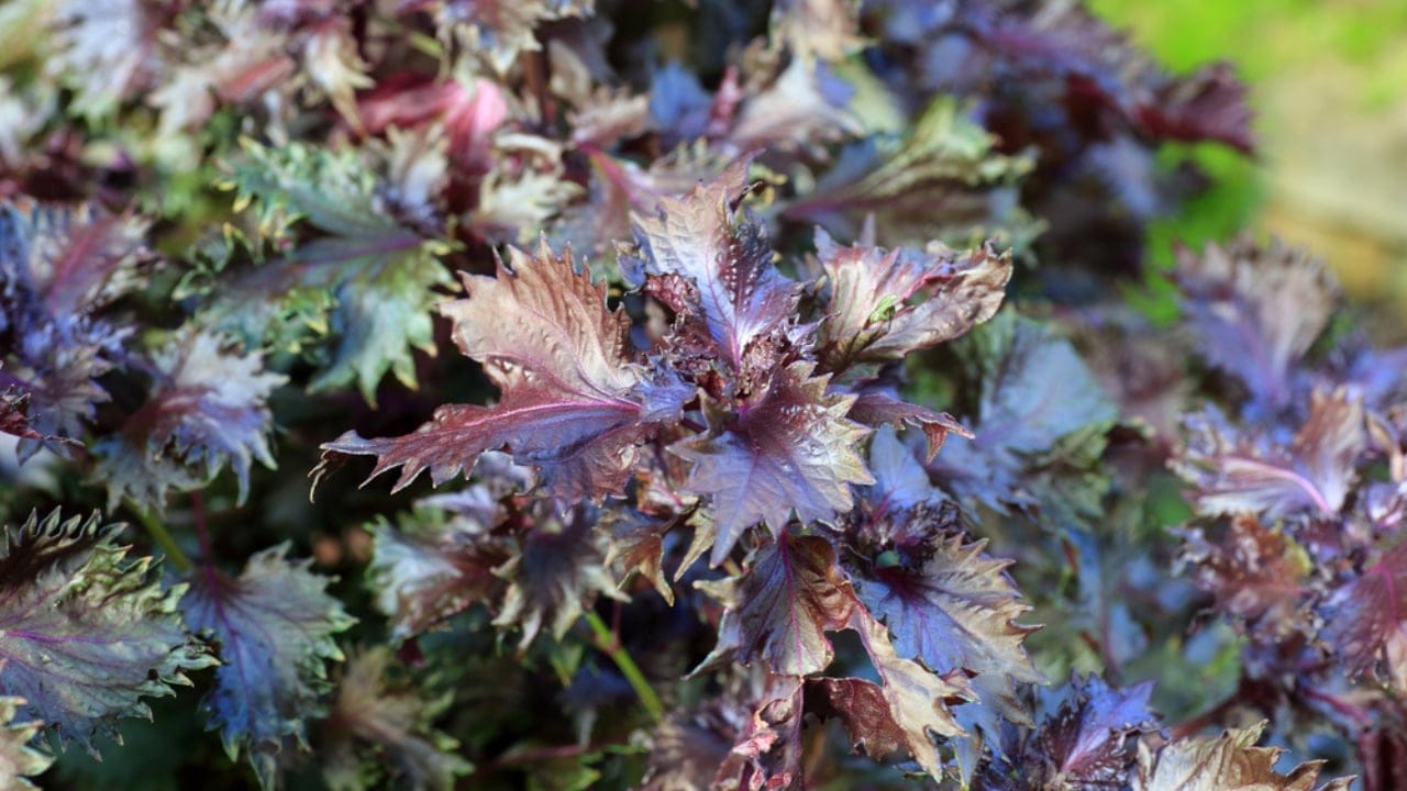 22 Self-Seeding Plants That Do All the Work for You 19 22 Self-Seeding Plants That Do All the Work for You - Shiso dp116949246 dnoh