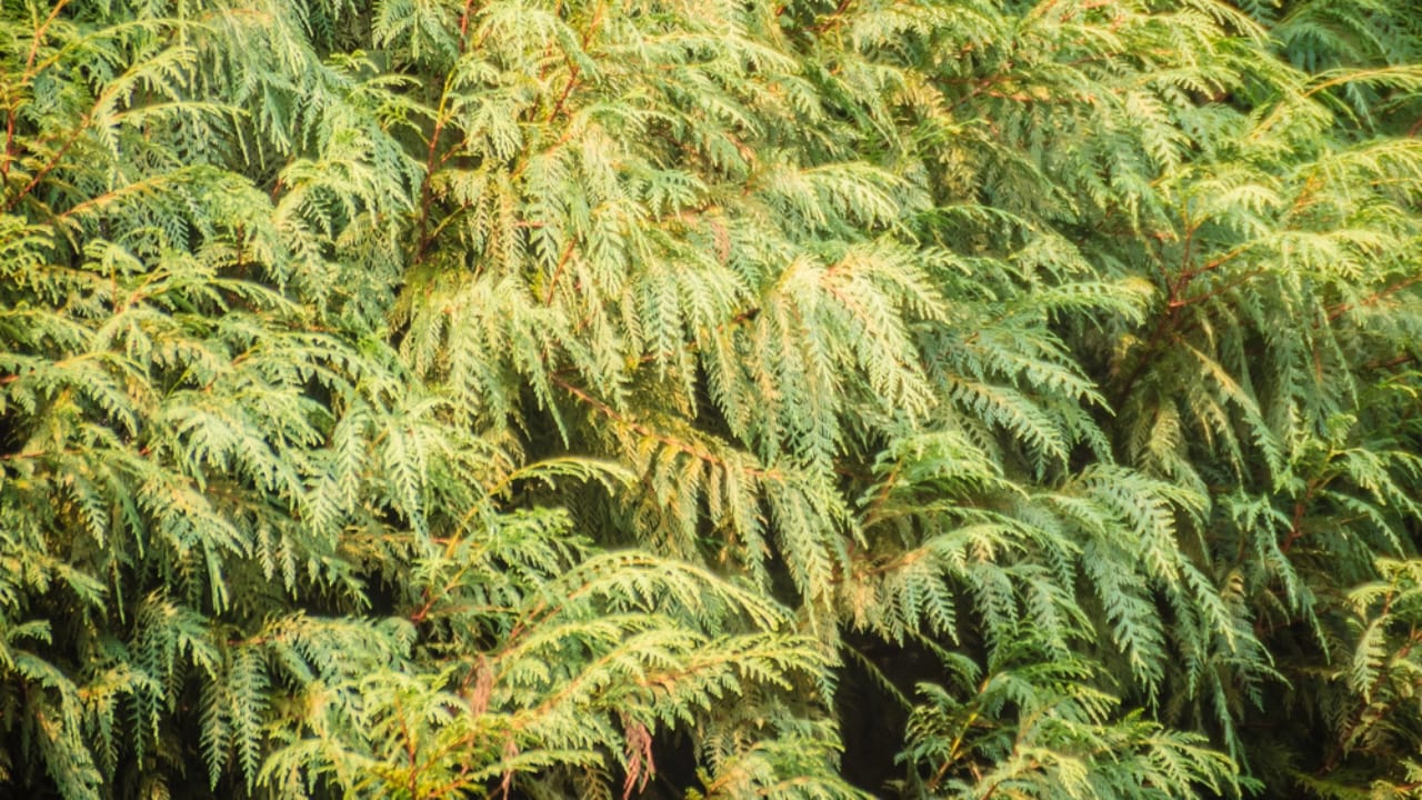 15 Evergreen Shrubs That Redefine Year-Round Curb Appeal 16 15 Evergreen Shrubs That Redefine Year-Round Curb Appeal - Siberian Cypress dp227033656 dnoh