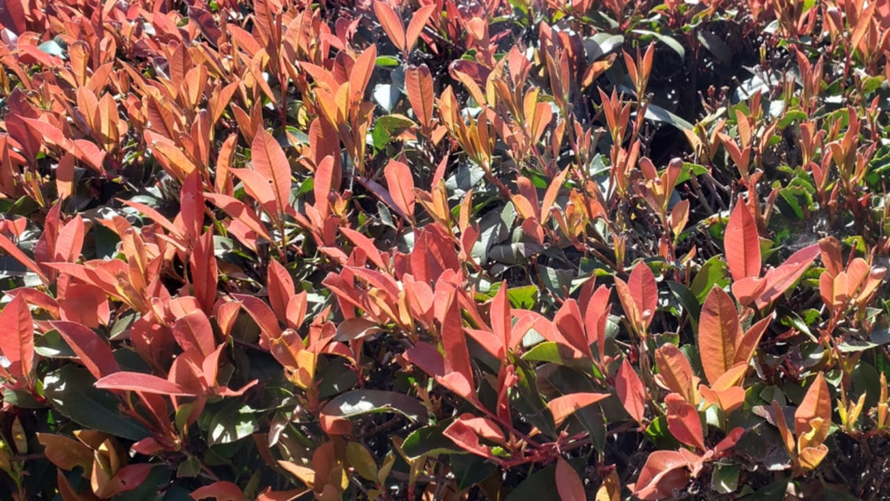 Skip the Fence: 18 Fast-Growing Shrubs for Instant Privacy 5 Skip the Fence: 18 Fast-Growing Shrubs for Instant Privacy - Skip Laurel ss1660857583 dpdgm