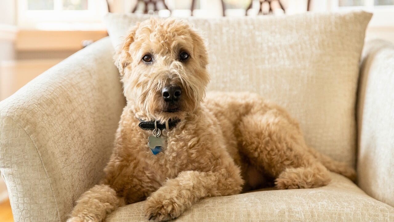 26 Dog Breeds Who Believe Aggression Is Simply Overrated 24 26 Dog Breeds Who Believe Aggression Is Simply Overrated - Soft Coated Wheaten Terrier ss2293533521 bpgm