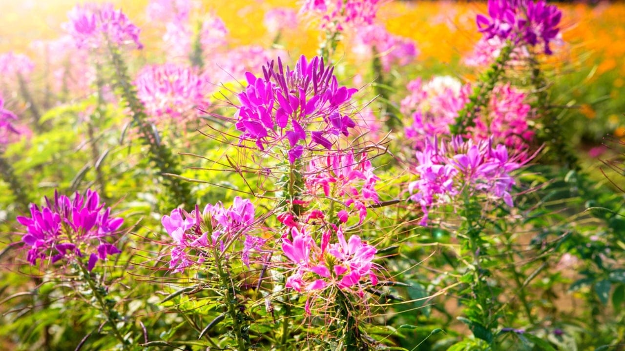 15 Plants That Transform Fence Lines Into Living Masterpieces 17 15 Plants That Transform Fence Lines Into Living Masterpieces - Spider Flower dp345820726 dnoh