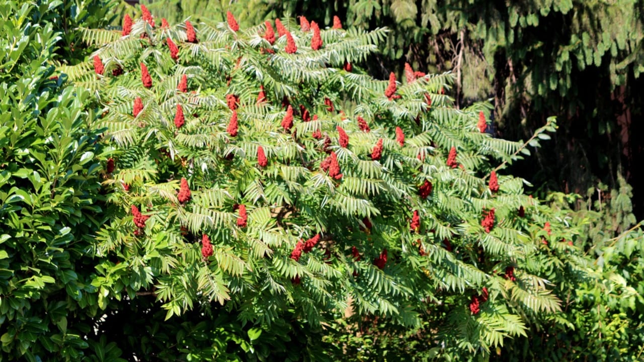 14 Shrubs That Will Make Your Garden a Robin Haven 14 14 Shrubs That Will Make Your Garden a Robin Haven - Staghorn Sumac dp328464962 dnoh