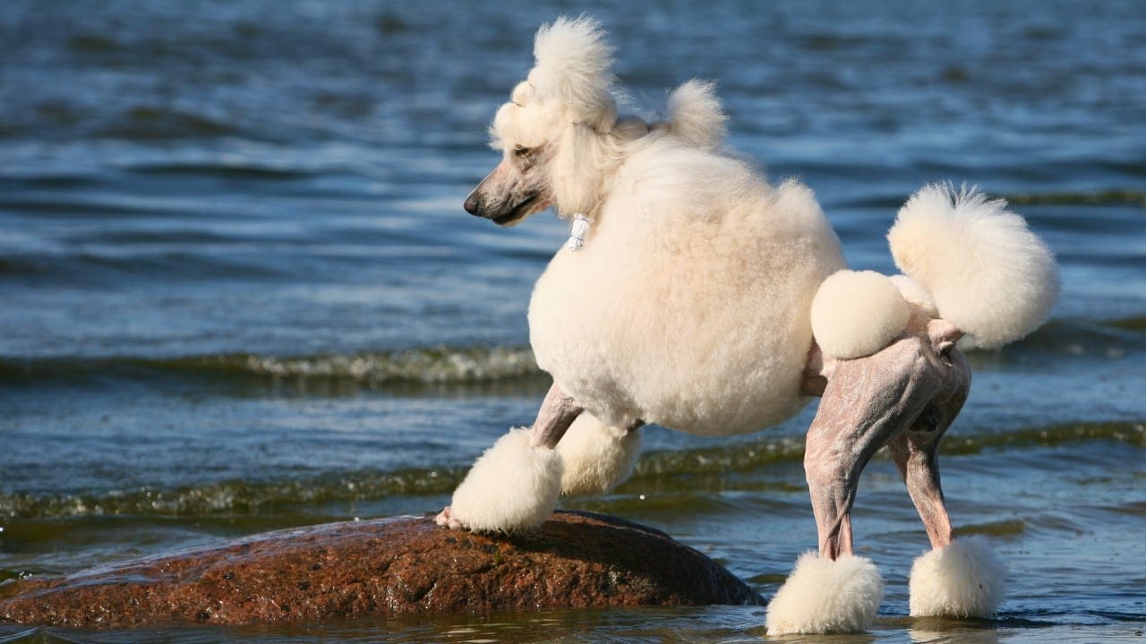 Poodles Once Hunted Ducks—Here’s How They Became Show Stars 5 Poodles Once Hunted Ducks—Here’s How They Became Show Stars - Standard Poodle on the Beach ss53419972 degm