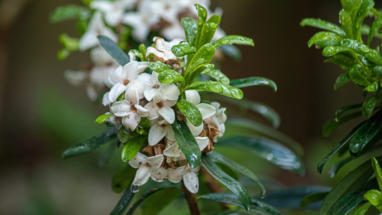 Turn Your Yard Into a Fragrant Paradise With These 15 Plants - Summer Daphne dp274755432 dnoh