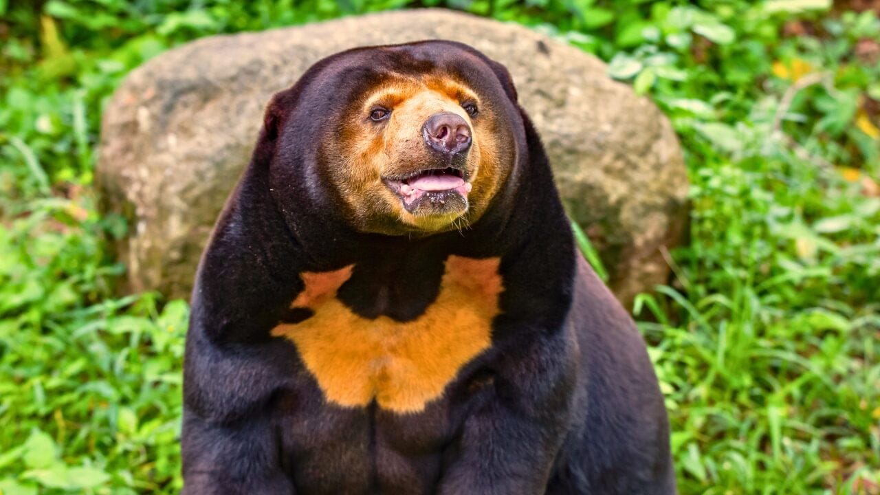 15 Unique Species Proving Nature’s Underdogs Are Extraordinary 13 15 Unique Species Proving Nature’s Underdogs Are Extraordinary - Sun Bear ss1150450286 bpgm
