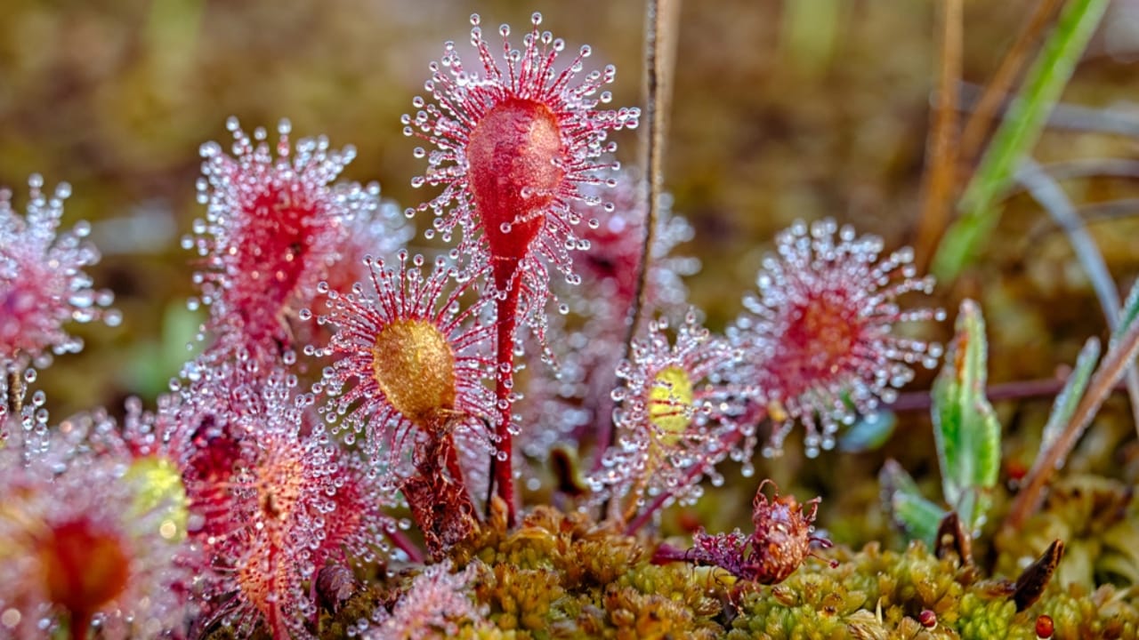 Nature's Deadly Garden: 13 Plants That Hunt Their Prey 5 Nature's Deadly Garden: 13 Plants That Hunt Their Prey - Sundews dp54380845 dnoh