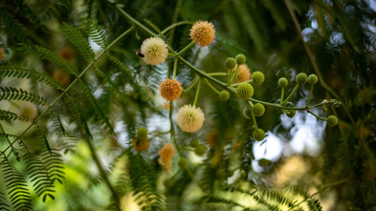 Small, Drought-Tolerant Trees: 15 Non-Invasive Picks for Your Yard - Sweet Acacia tree branch dp392162582 dnoh