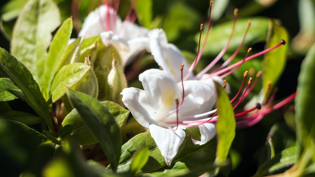 Turn Your Yard Into a Fragrant Paradise With These 15 Plants 17 Turn Your Yard Into a Fragrant Paradise With These 15 Plants - Sweet Azalea ss1996770017 dpdgm